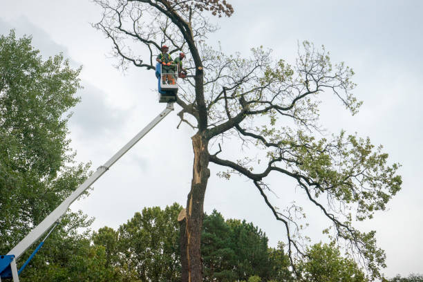 Best Hazardous Tree Removal  in Sauk City, WI