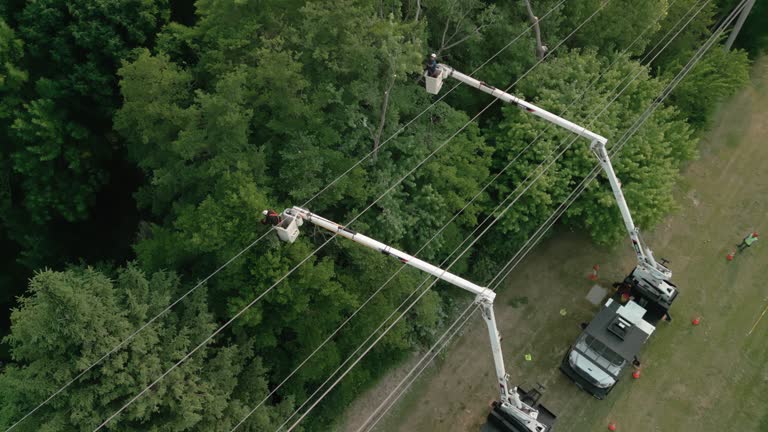 Best Emergency Tree Removal  in Sauk City, WI