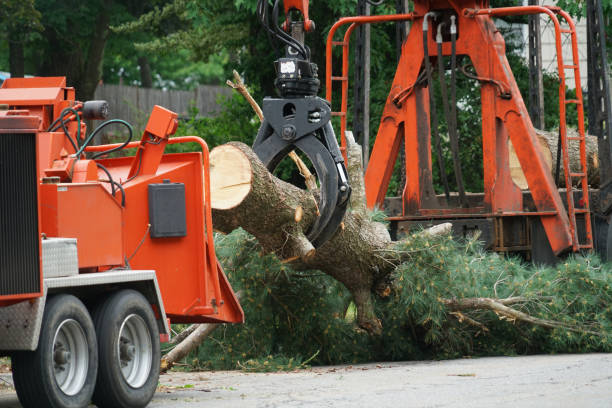 Best Tree Maintenance Programs  in Sauk City, WI